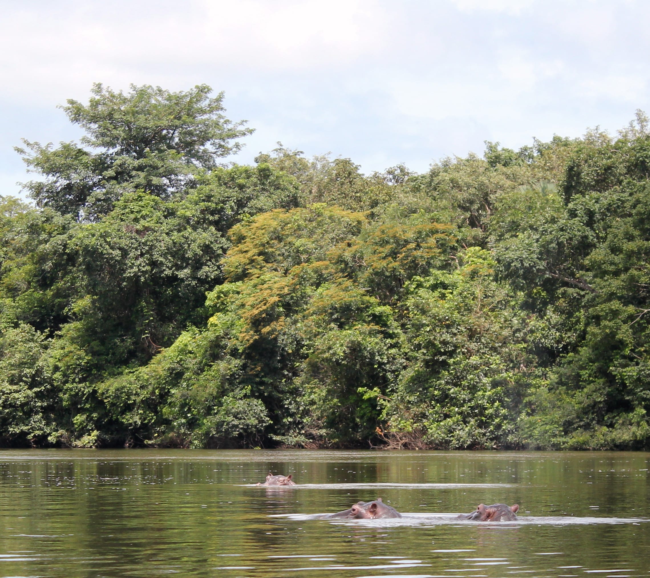 hippos