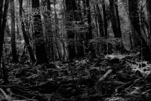 Aokigahara_Forest