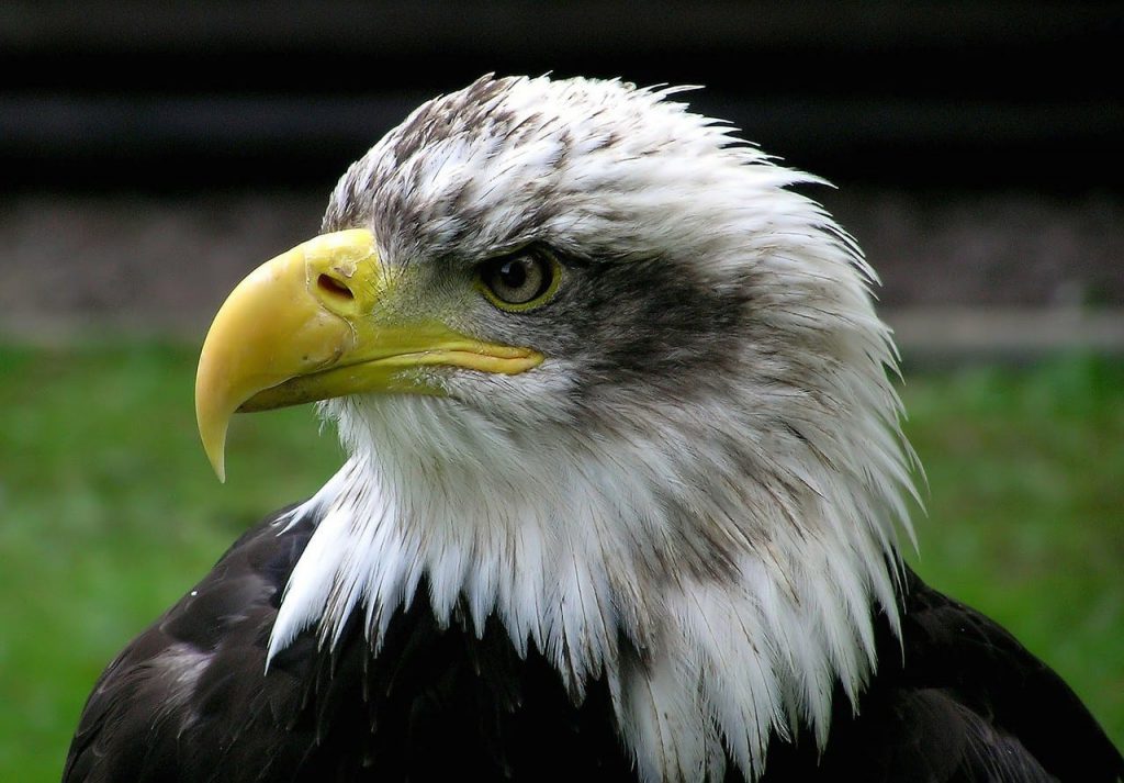 American bald eagle