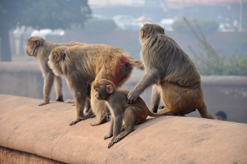 macaques-thailand